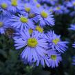 Hvězdnice chlumní 'Mira' - Aster amellus 'Mira'
