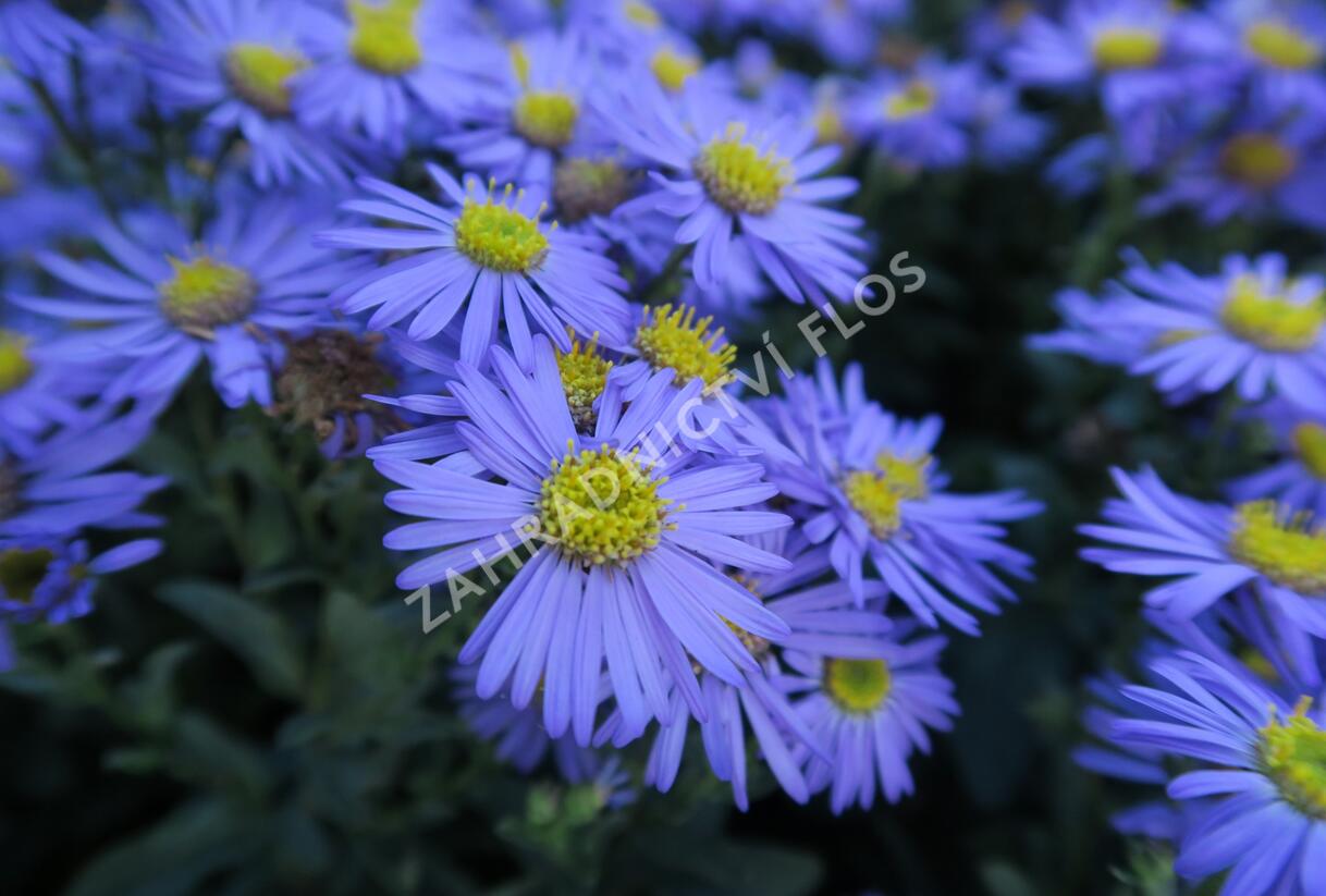 Hvězdnice chlumní 'Mira' - Aster amellus 'Mira'