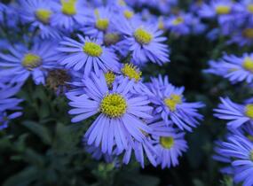 Hvězdnice chlumní 'Mira' - Aster amellus 'Mira'