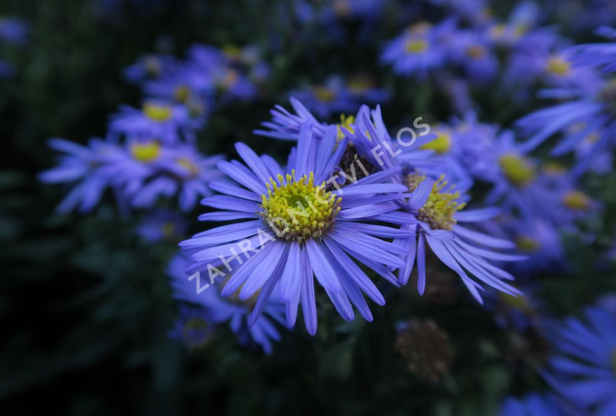 Hvězdnice chlumní 'Mira' - Aster amellus 'Mira'
