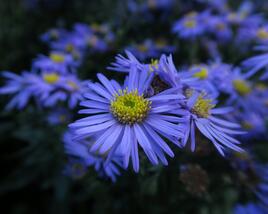 Hvězdnice chlumní 'Mira'