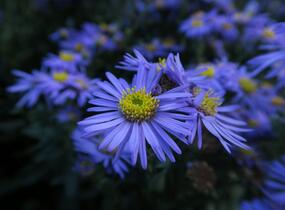 Hvězdnice chlumní 'Mira' - Aster amellus 'Mira'