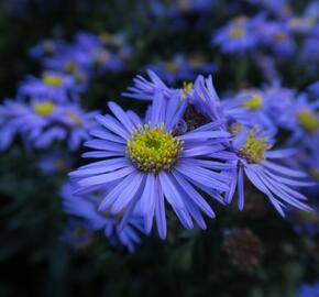 Hvězdnice chlumní 'Mira' - Aster amellus 'Mira'