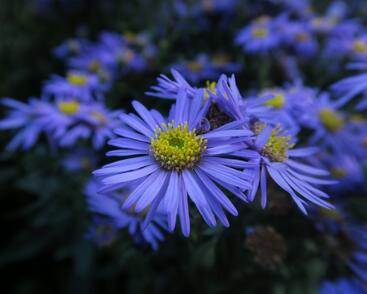 Hvězdnice chlumní 'Mira'