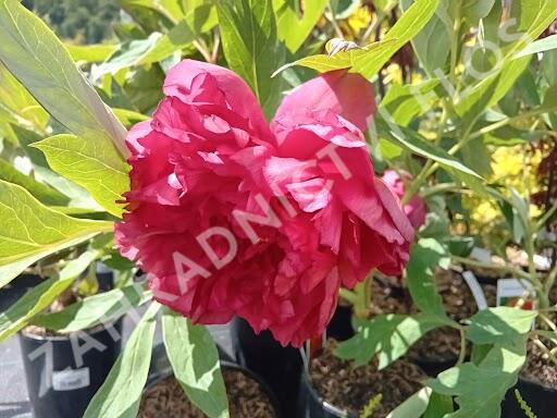 Pivoňka dřevitá 'Satin Rouge' - Paeonia suffruticosa 'Satin Rouge'