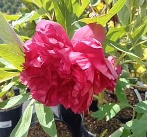 Pivoňka dřevitá 'Satin Rouge' - Paeonia suffruticosa 'Satin Rouge'