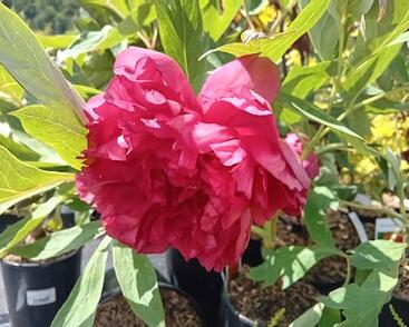 Pivoňka dřevitá 'Satin Rouge'