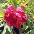 Paeonia suffruticosa 'Satin Rouge'.jpg