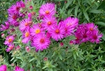 Hvězdnice novoanglická 'James Richie' - Aster novae-angliae 'James Richie'