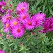 Hvězdnice novoanglická 'James Richie' - Aster novae-angliae 'James Richie'