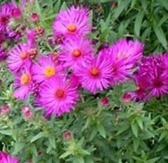 Hvězdnice novoanglická 'James Richie' - Aster novae-angliae 'James Richie'