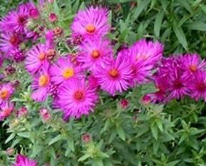 Hvězdnice novoanglická 'James Richie' - Aster novae-angliae 'James Richie'