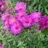 Aster novae-angliae 'James Richie'.jpg