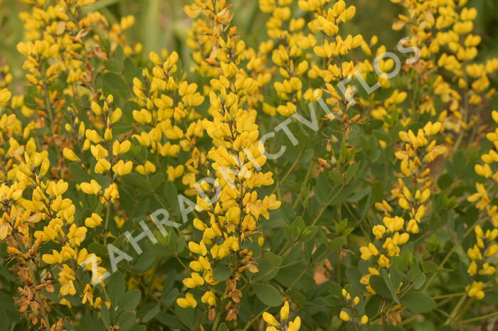 Baptisie 'American Goldfinch' - Baptisia 'American Goldfinch'