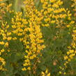 Baptisie 'American Goldfinch' - Baptisia 'American Goldfinch'