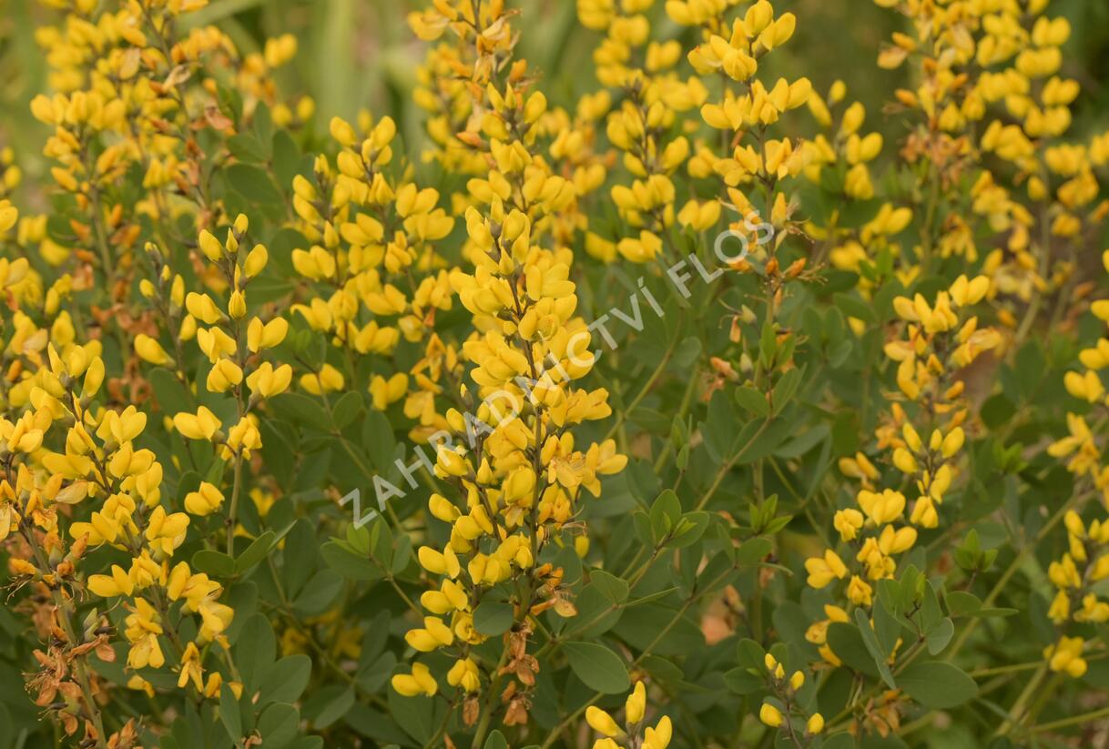 Baptisie 'American Goldfinch' - Baptisia 'American Goldfinch'