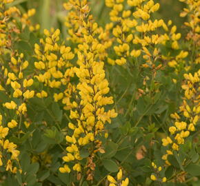 Baptisie 'American Goldfinch' - Baptisia 'American Goldfinch'