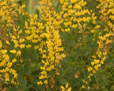 Baptisie 'American Goldfinch'