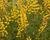 Baptisie 'American Goldfinch'