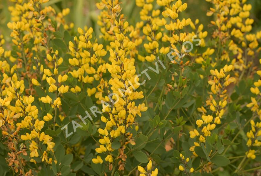 Baptisie 'American Goldfinch' - Baptisia 'American Goldfinch'