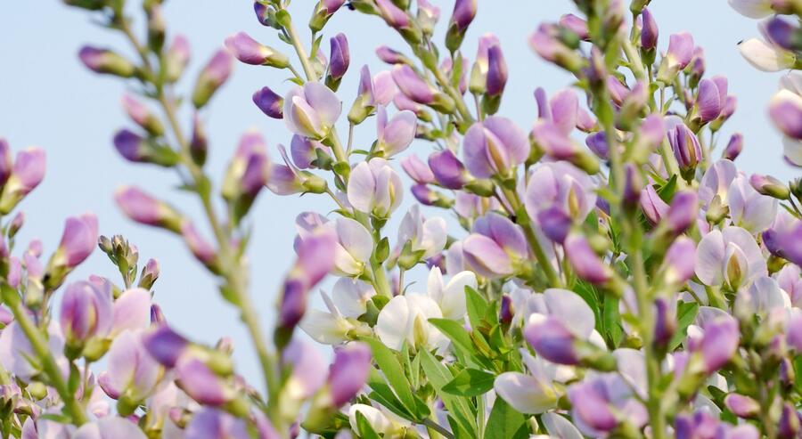Baptisie jižní 'Pink Truffles' - Baptisia australis 'Pink Truffles'
