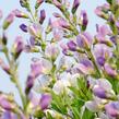 Baptisie jižní 'Pink Truffles' - Baptisia australis 'Pink Truffles'