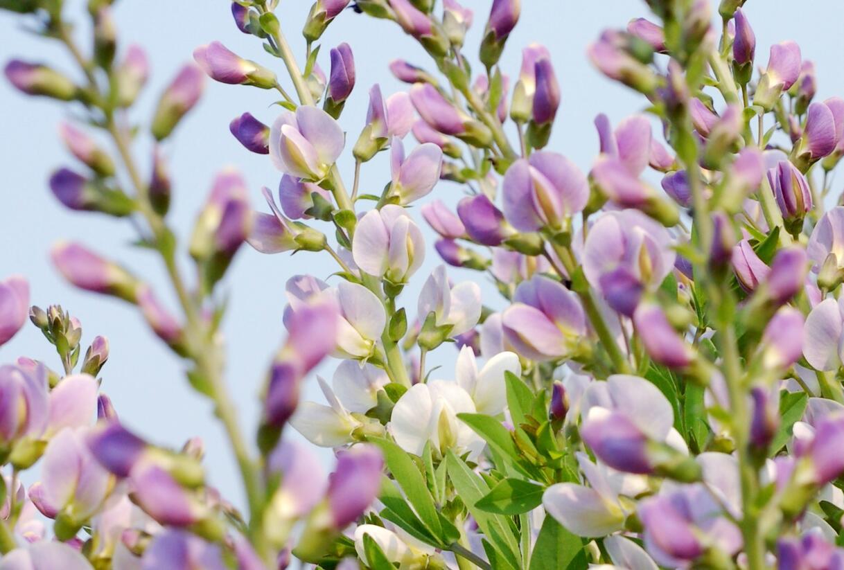 Baptisie jižní 'Pink Truffles' - Baptisia australis 'Pink Truffles'