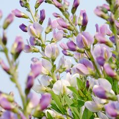 Baptisie jižní 'Pink Truffles' - Baptisia australis 'Pink Truffles'