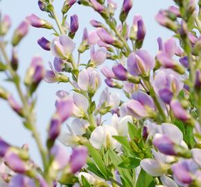 Baptisie jižní 'Pink Truffles' - Baptisia australis 'Pink Truffles'