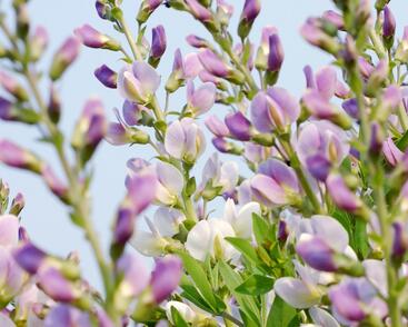 Baptisie jižní 'Pink Truffles'