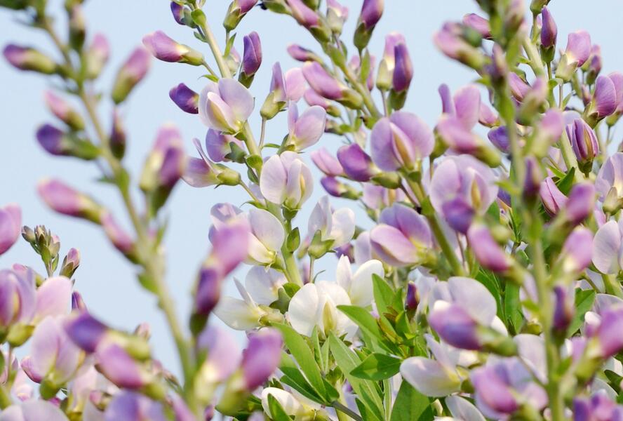 Baptisie jižní 'Pink Truffles' - Baptisia australis 'Pink Truffles'
