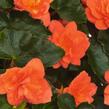 Begónie hlíznatá 'Beluga Orange' - Begonia tuberhybrida 'Beluga Orange'