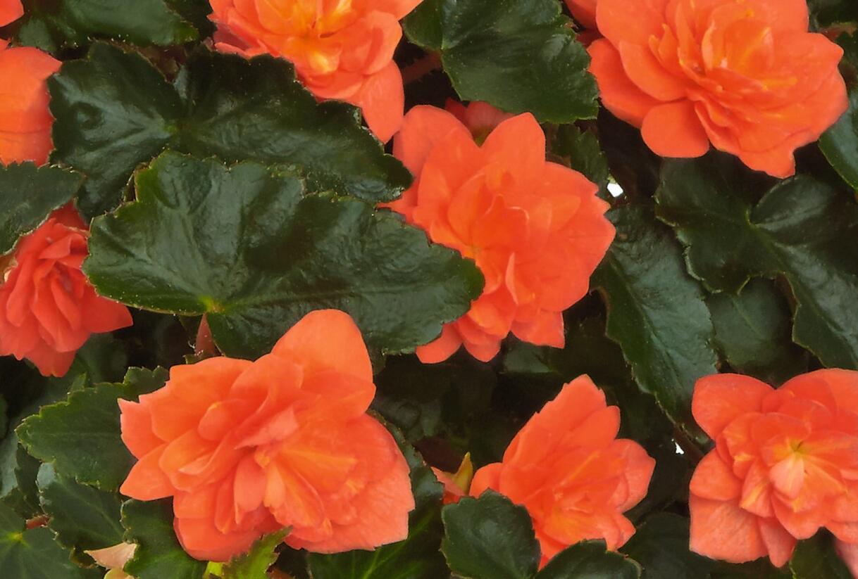 Begónie hlíznatá 'Beluga Orange' - Begonia tuberhybrida 'Beluga Orange'