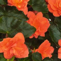 Begónie hlíznatá 'Beluga Orange' - Begonia tuberhybrida 'Beluga Orange'