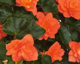 Begónie hlíznatá 'Beluga Orange'