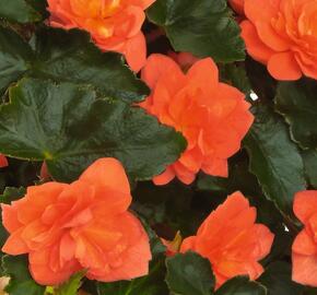 Begónie hlíznatá 'Beluga Orange' - Begonia tuberhybrida 'Beluga Orange'