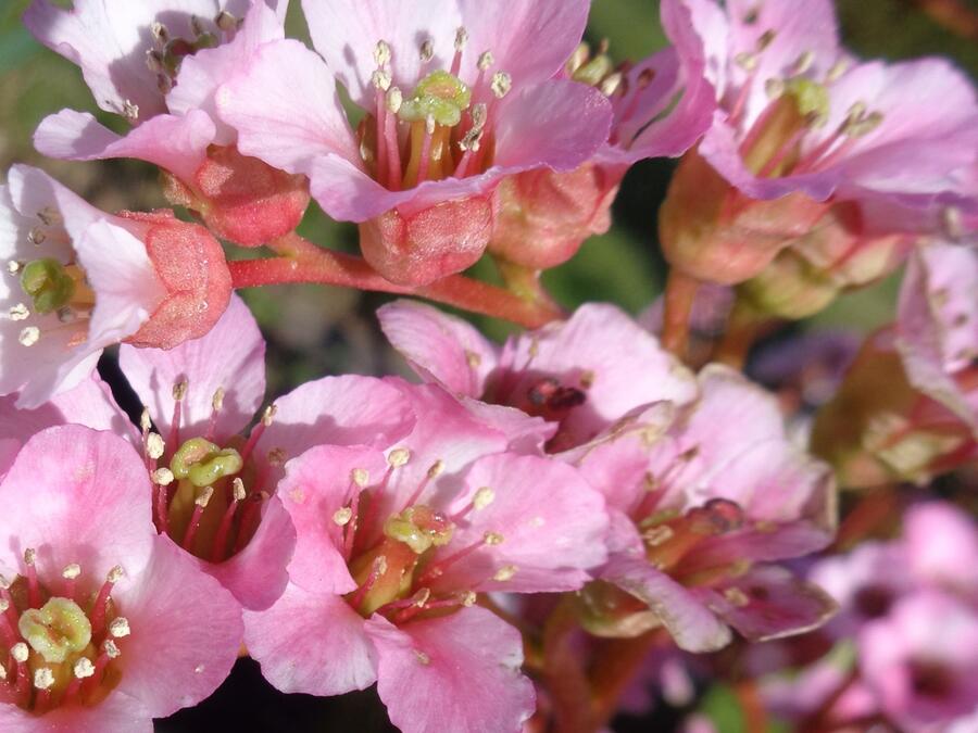 Bergénie srdčitá 'Shoeshine Appleblossom' - Bergenia cordifolia 'Shoeshine Appleblossom'