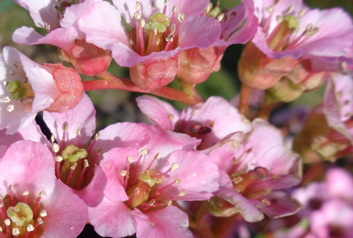 Bergénie srdčitá 'Shoeshine Appleblossom' - Bergenia cordifolia 'Shoeshine Appleblossom'