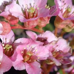 Bergénie srdčitá 'Shoeshine Appleblossom' - Bergenia cordifolia 'Shoeshine Appleblossom'