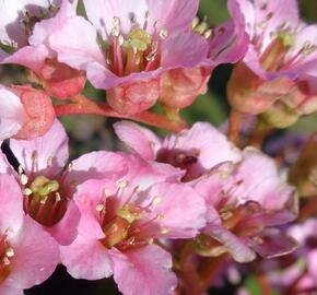 Bergénie srdčitá 'Shoeshine Appleblossom' - Bergenia cordifolia 'Shoeshine Appleblossom'