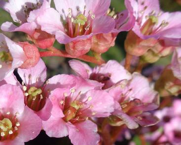 Bergénie srdčitá 'Shoeshine Appleblossom'