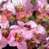 Bergenia cordifolia 'Shoeshine Appleblossom'.jpg