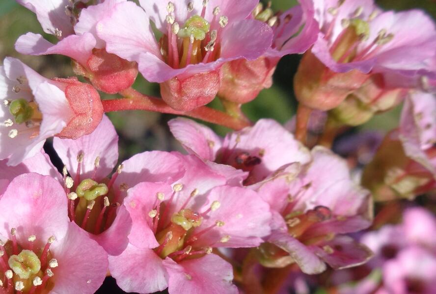 Bergénie srdčitá 'Shoeshine Appleblossom' - Bergenia cordifolia 'Shoeshine Appleblossom'