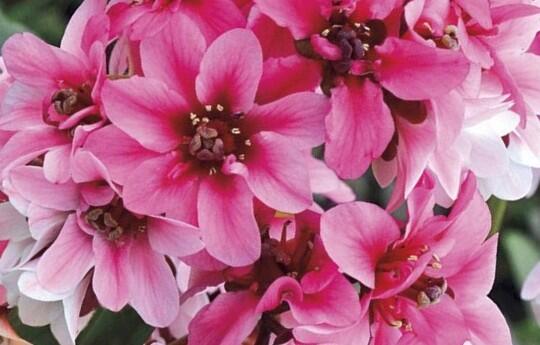 Bergénie srdčitá 'Dragonfly Sakura' - Bergenia cordifolia 'Dragonfly Sakura'