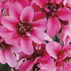 Bergénie srdčitá 'Dragonfly Sakura' - Bergenia cordifolia 'Dragonfly Sakura'