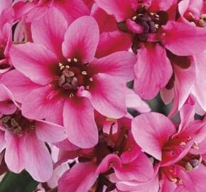 Bergénie srdčitá 'Dragonfly Sakura' - Bergenia cordifolia 'Dragonfly Sakura'