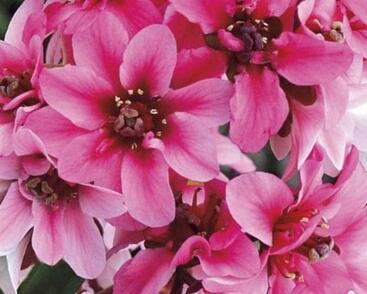 Bergénie srdčitá 'Dragonfly Sakura'