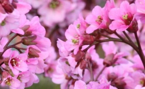 Bergénie srdčitá 'Rosi Klose' - Bergenia cordifolia 'Rosi Klose'