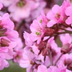Bergénie srdčitá 'Rosi Klose' - Bergenia cordifolia 'Rosi Klose'