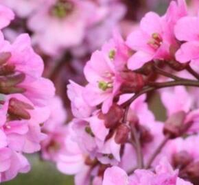 Bergénie srdčitá 'Rosi Klose' - Bergenia cordifolia 'Rosi Klose'